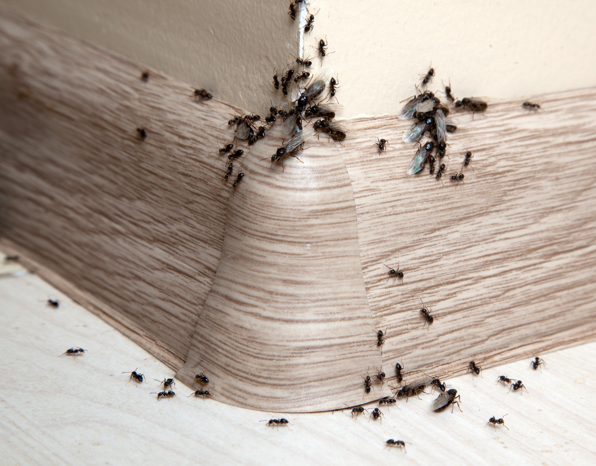 Ant Infestation, Pest Control in Barnes, Castelnau, SW13. Call Now 020 8166 9746