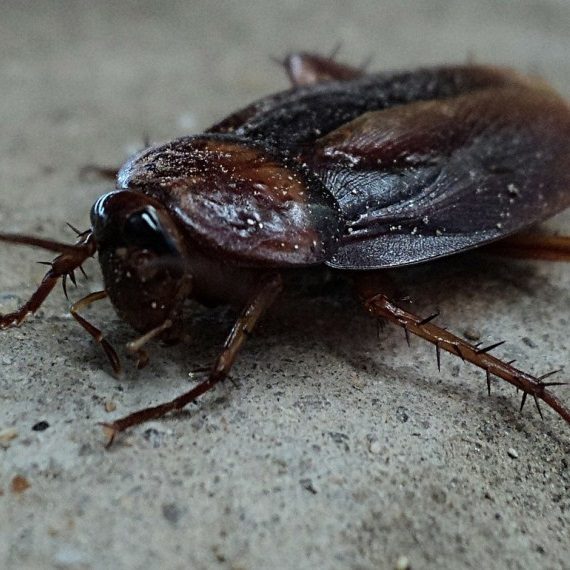 Cockroaches, Pest Control in Barnes, Castelnau, SW13. Call Now! 020 8166 9746