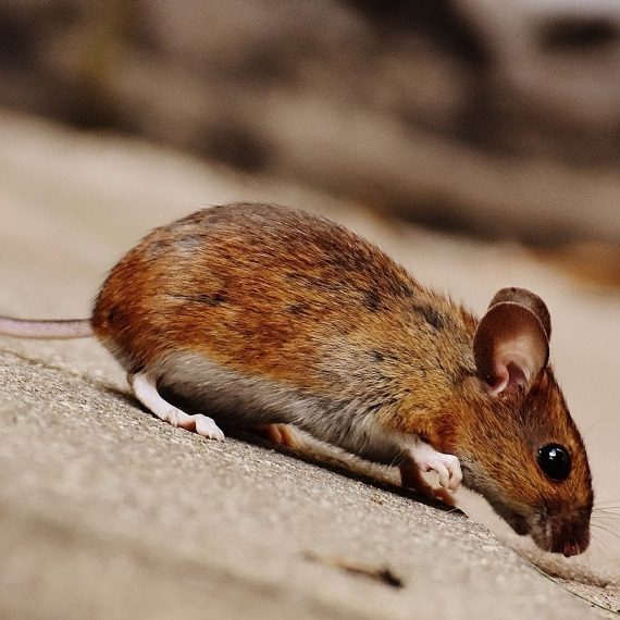 Mice, Pest Control in Barnes, Castelnau, SW13. Call Now! 020 8166 9746