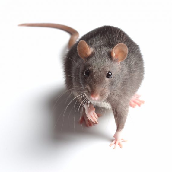 Rats, Pest Control in Barnes, Castelnau, SW13. Call Now! 020 8166 9746