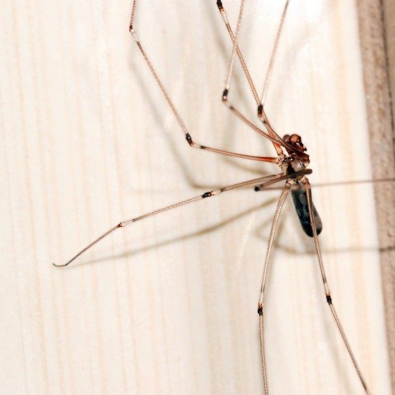 Spiders, Pest Control in Barnes, Castelnau, SW13. Call Now! 020 8166 9746