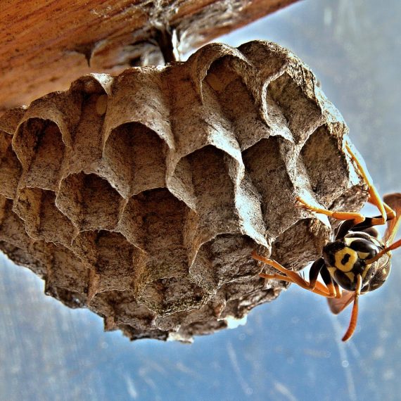Wasps Nest, Pest Control in Barnes, Castelnau, SW13. Call Now! 020 8166 9746