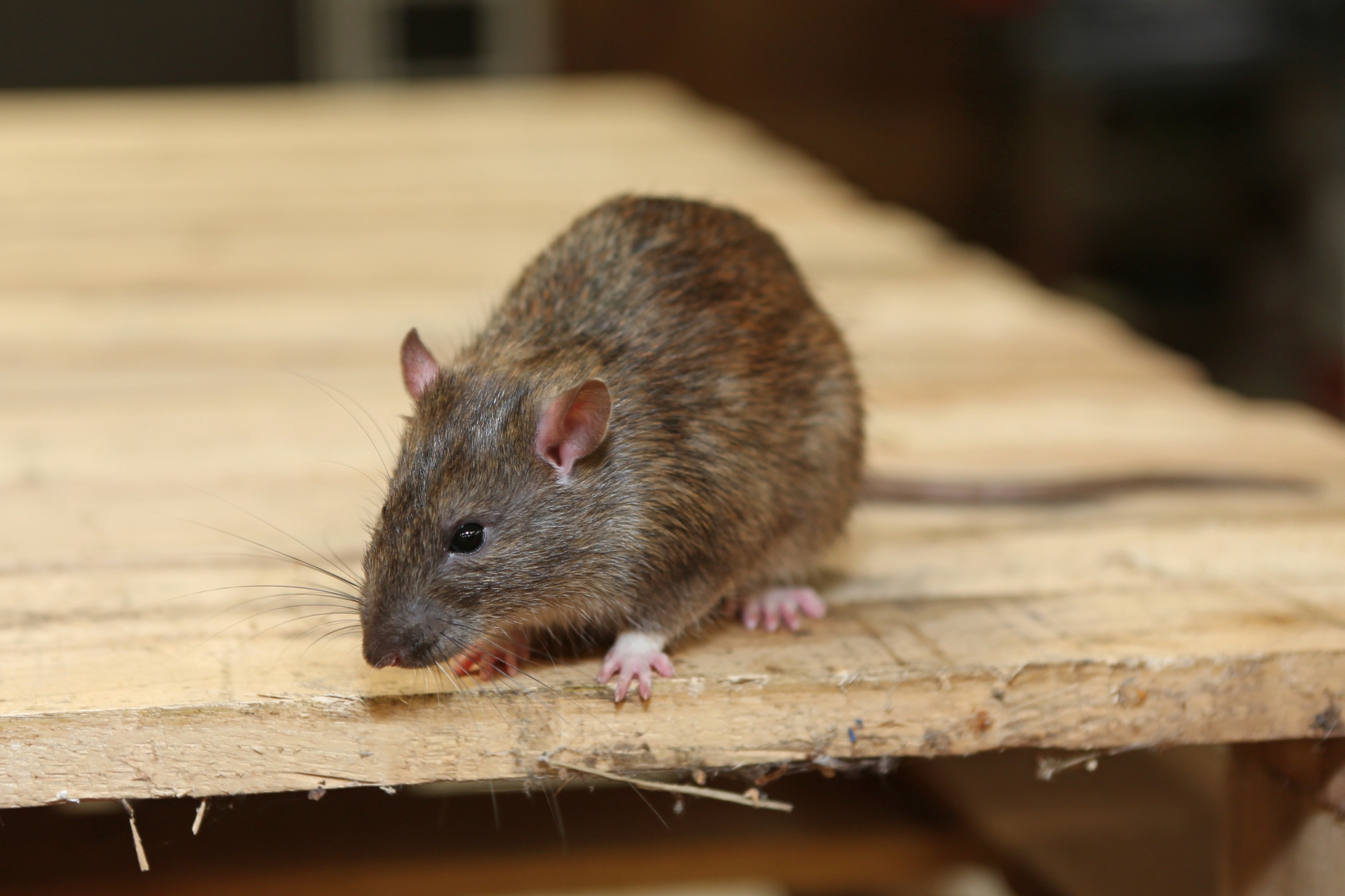 Rat Control, Pest Control in Barnes, Castelnau, SW13. Call Now 020 8166 9746