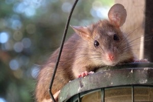Rat Infestation, Pest Control in Barnes, Castelnau, SW13. Call Now 020 8166 9746